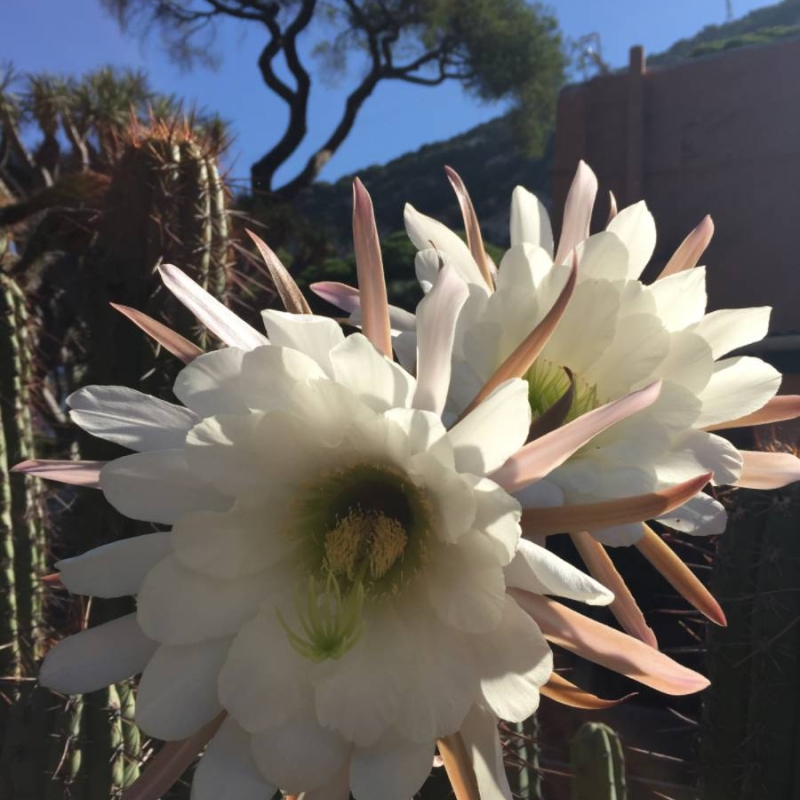 Echinopsis tacaquirensis subsp. taquimbalensis